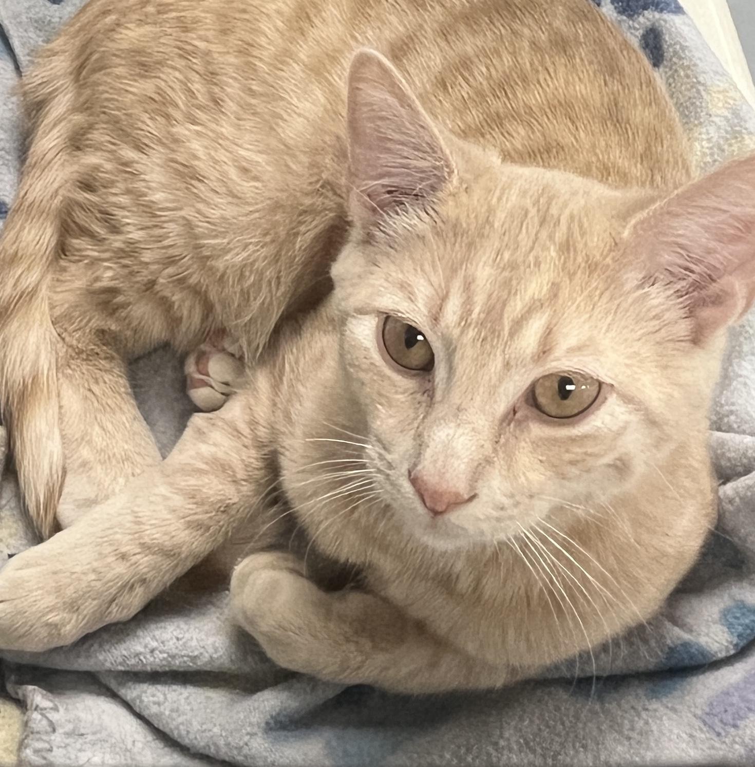 Creamsicle, Young Male unknown