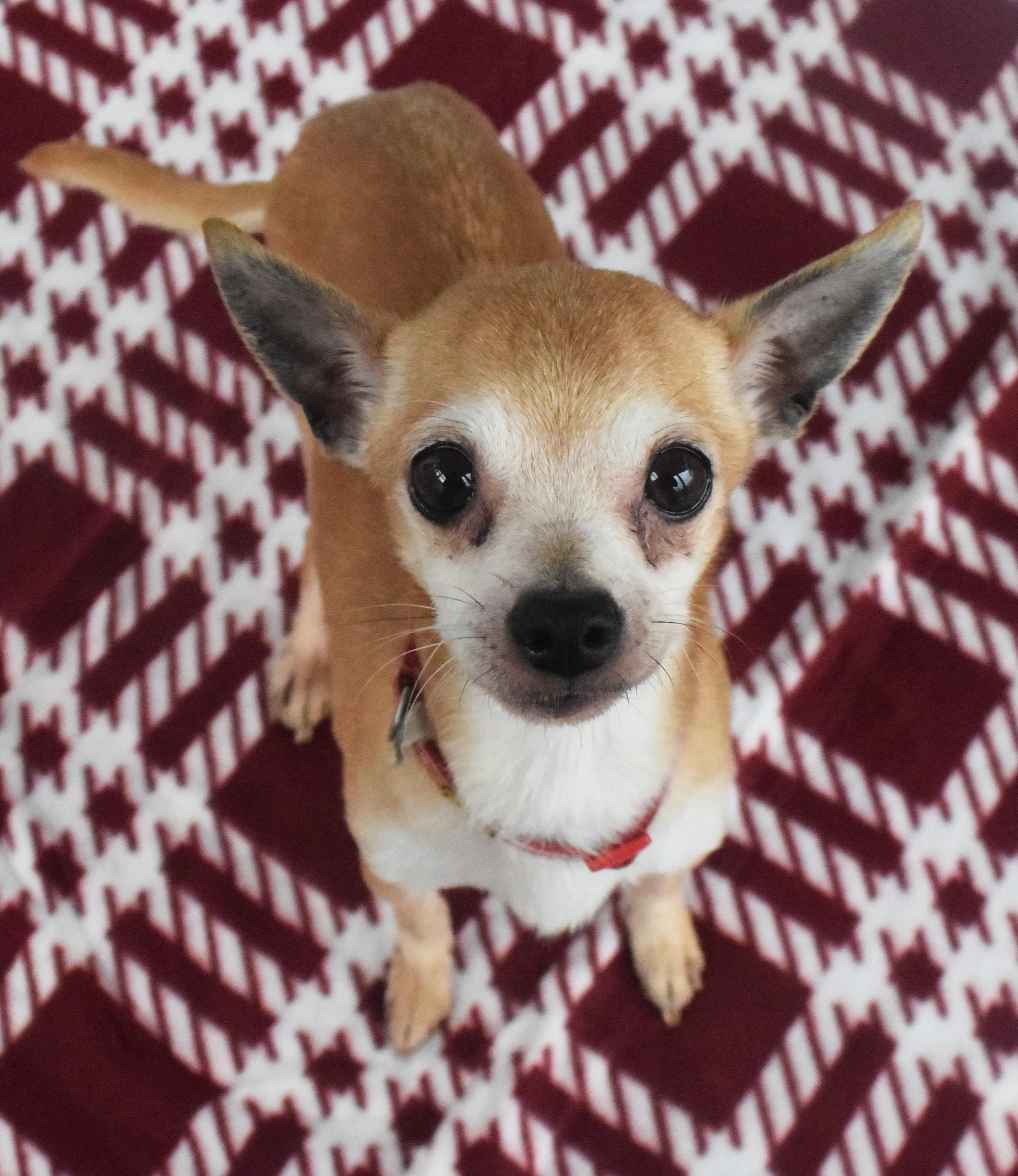 Enlarge #21978 "Cooper", an adopted Chihuahua in Broken Arrow, OK image 1/1