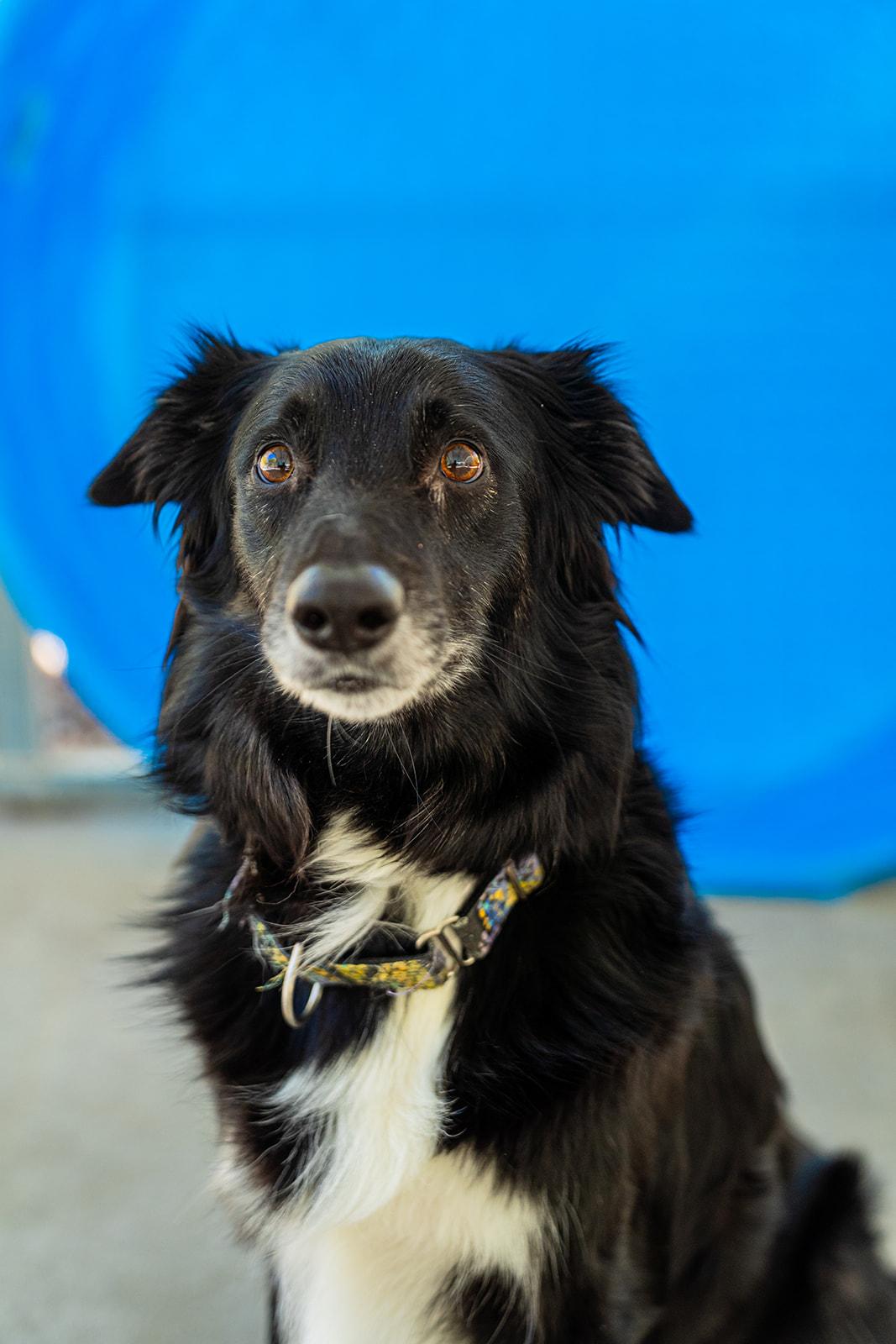 Jade, an adopted Border Collie in Dellslow, WV image 3/6