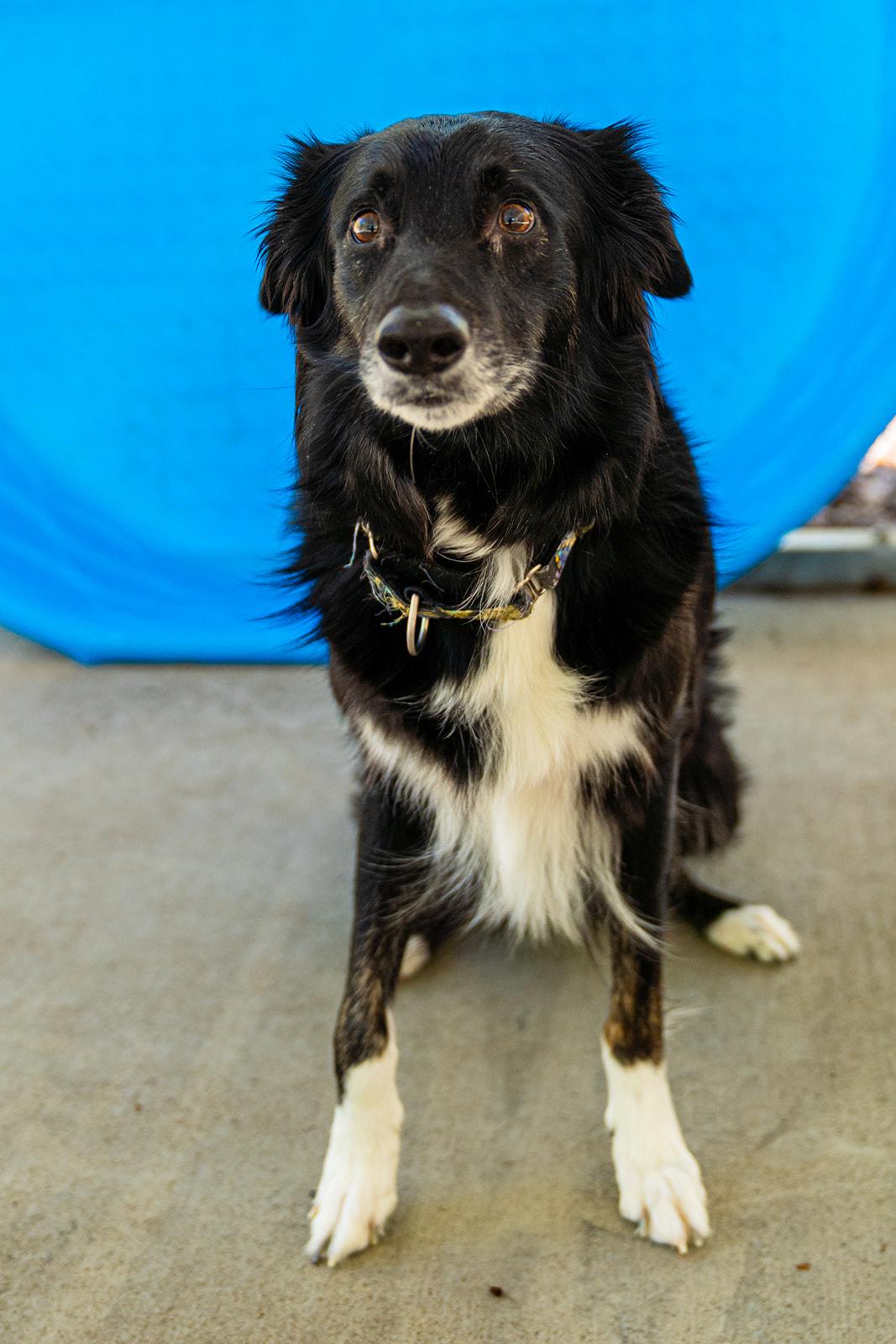 Jade, an adopted Border Collie in Dellslow, WV image 6/6