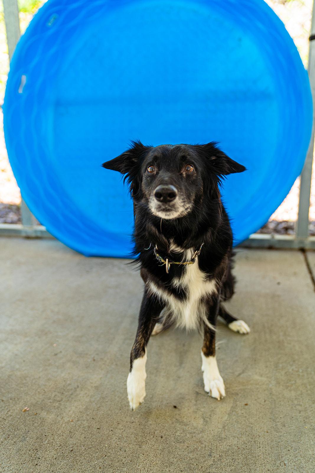 Jade, an adopted Border Collie in Dellslow, WV image 4/6
