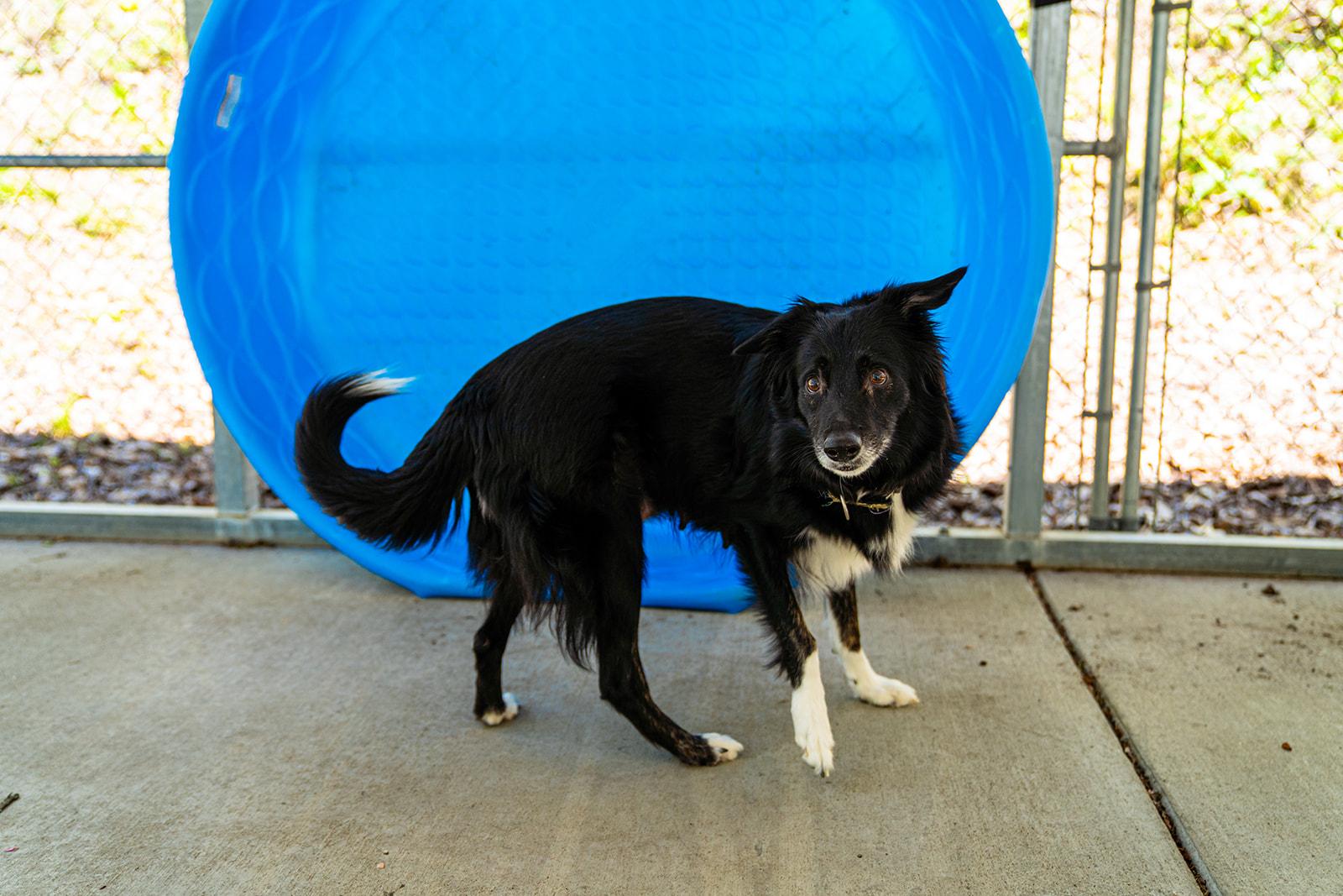 Jade, an adopted Border Collie in Dellslow, WV image 2/6