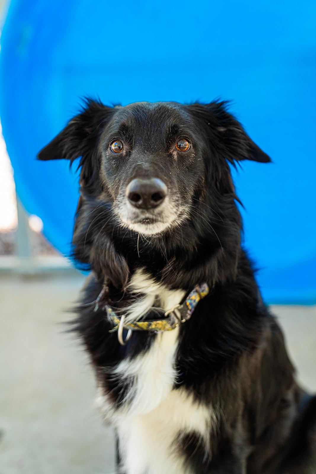Jade, adopted, Adult Female Border Collie.