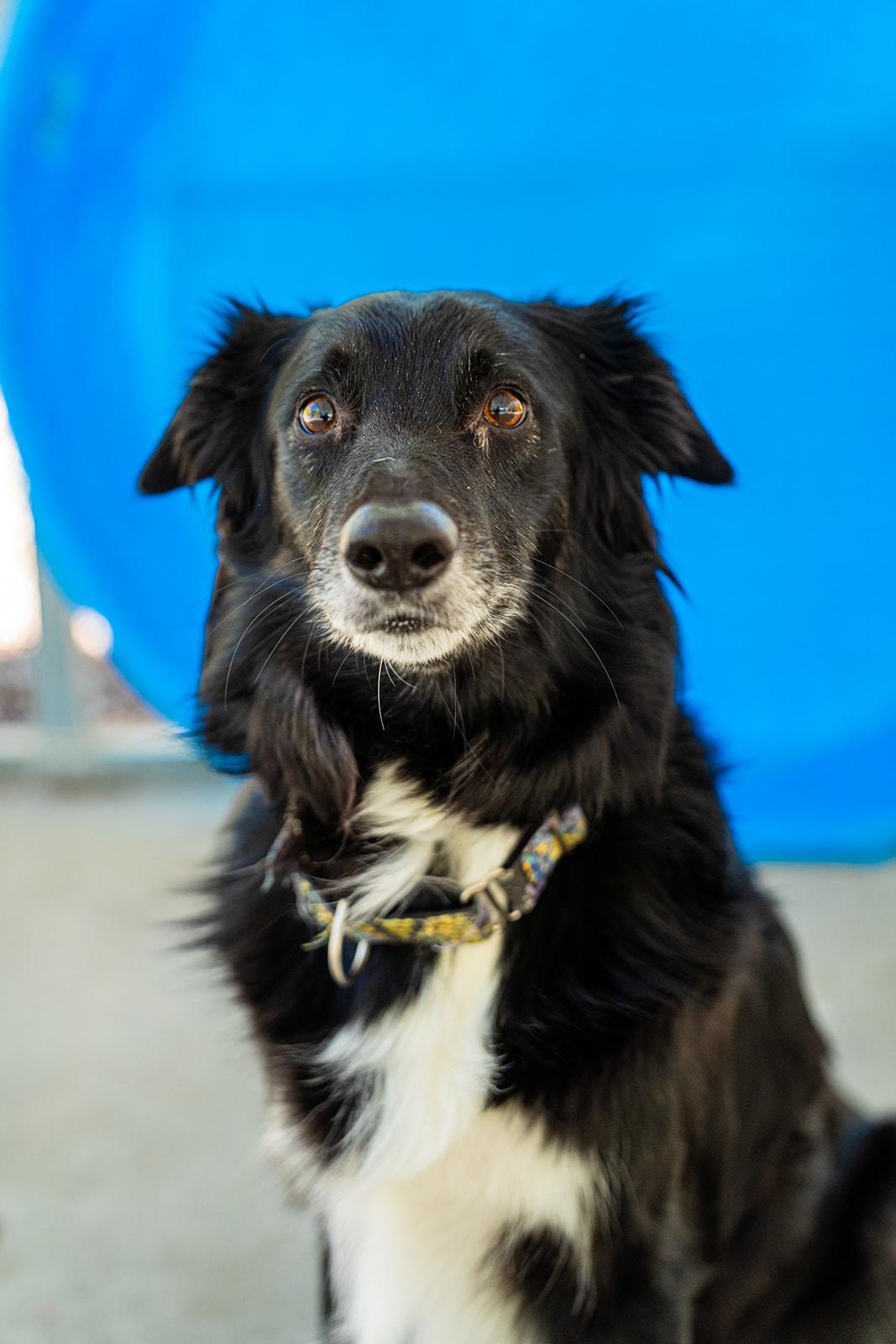 Jade, an adopted Border Collie in Dellslow, WV image 5/6