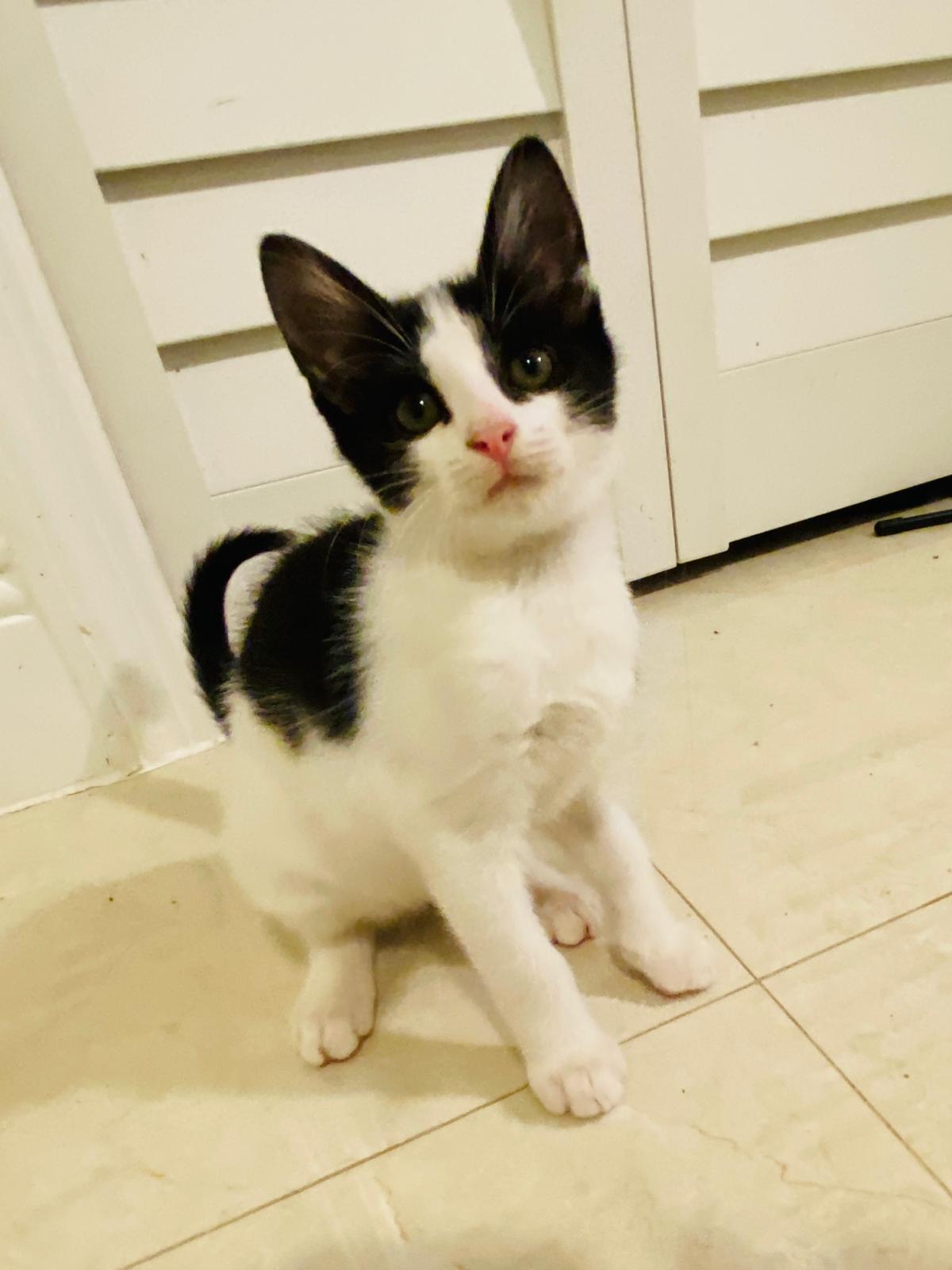 Mo Domestic Short Hair Cat