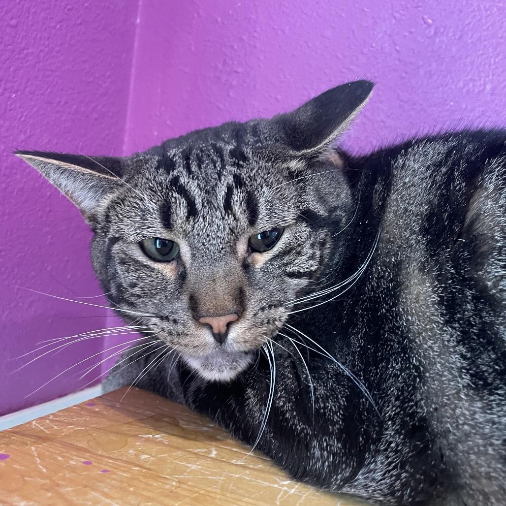 Enlarge Chili, a Adoptable Domestic Short Hair in West Des Moines, IA image 1/2