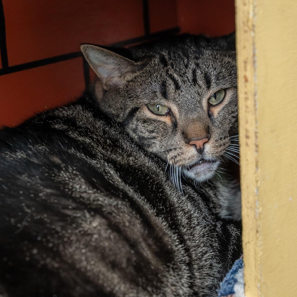 Enlarge Chili, a Adoptable Domestic Short Hair in West Des Moines, IA image 2/4