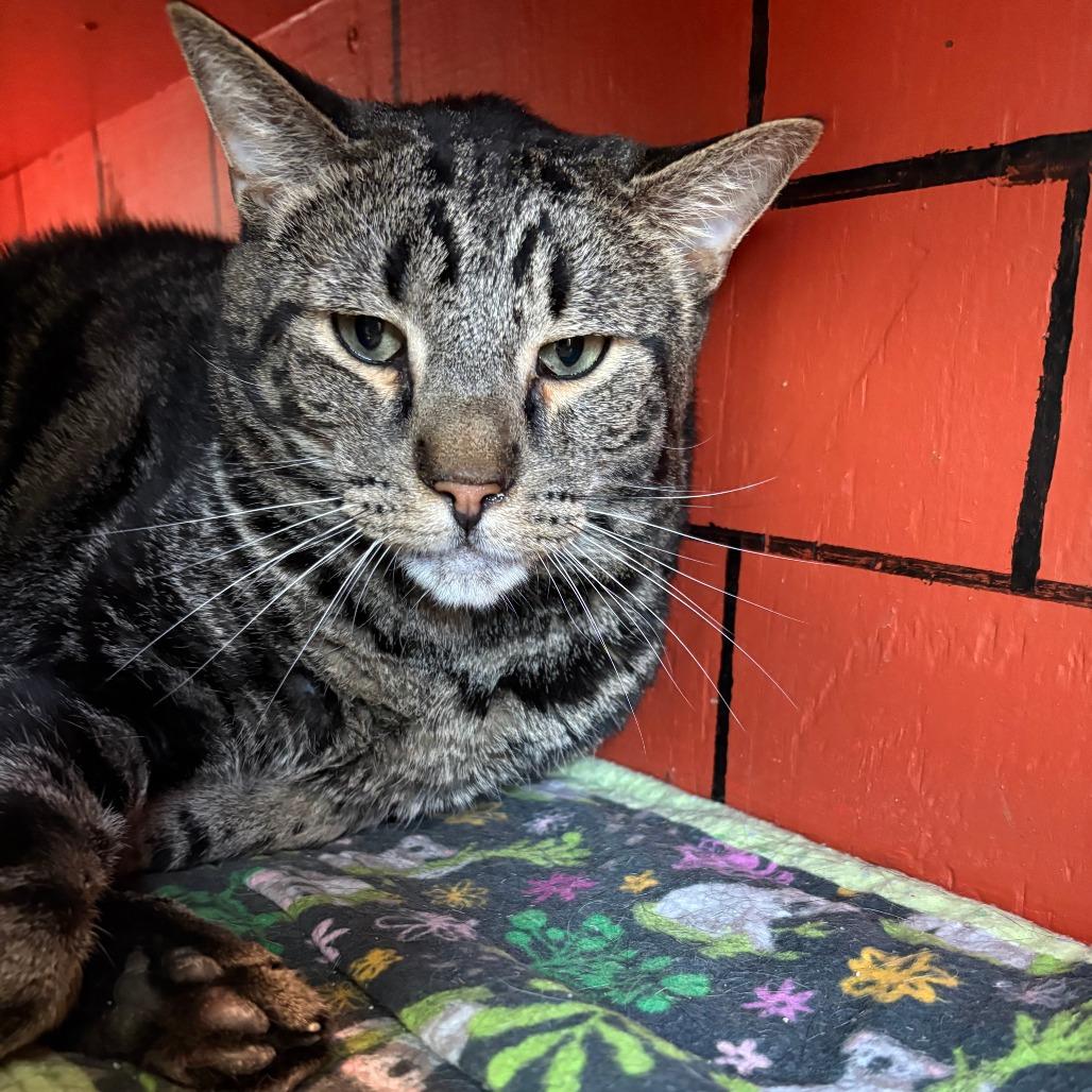 Chili, a Adoptable Domestic Short Hair in West Des Moines, IA image 2/3