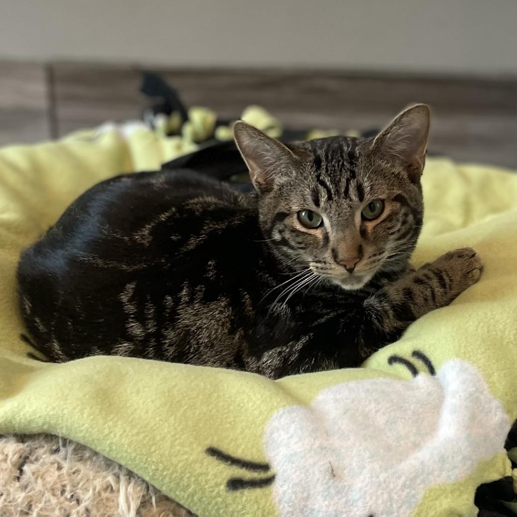 Enlarge Chili, a Adoptable Domestic Short Hair in West Des Moines, IA image 2/2