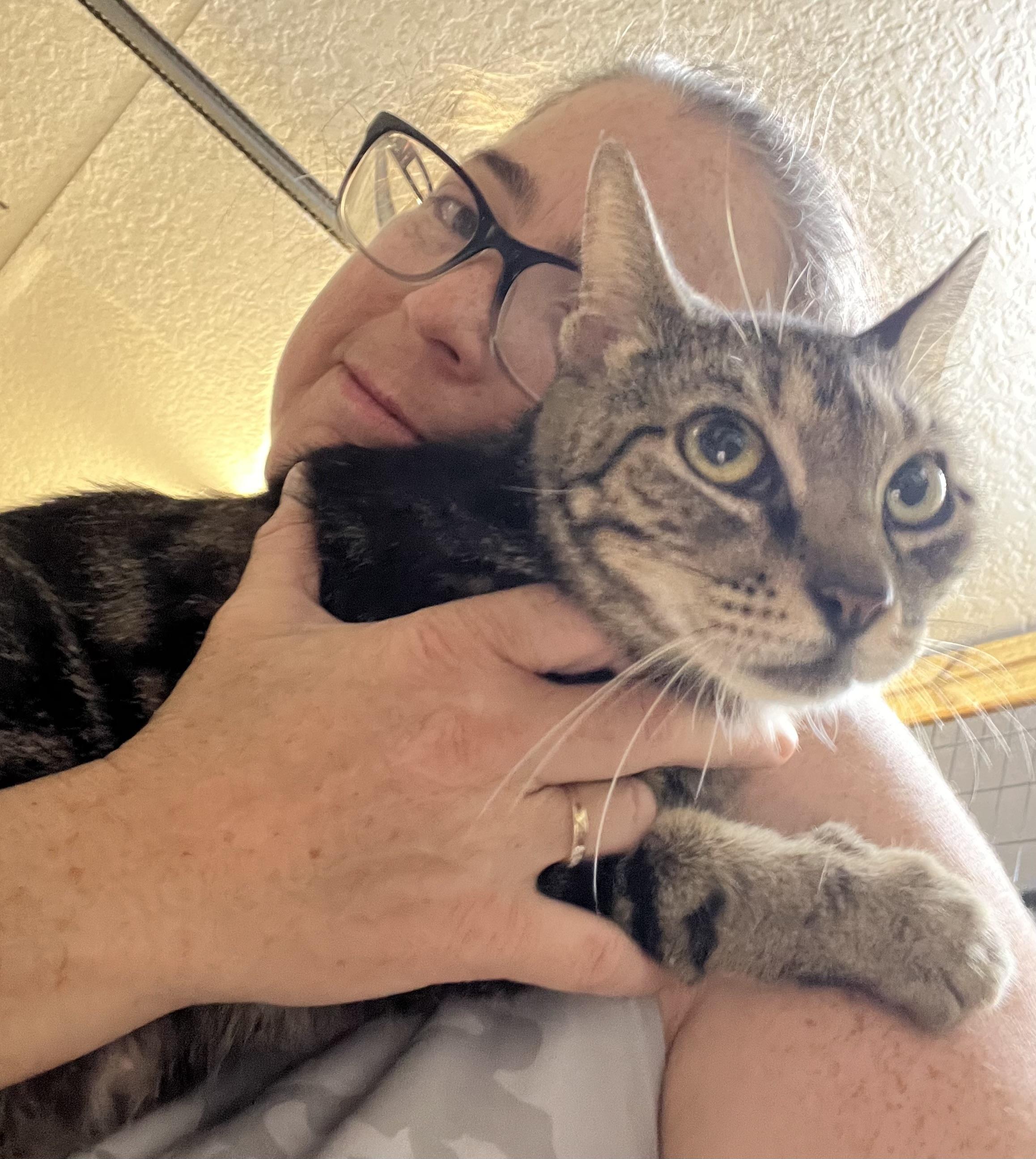 FAIZA, adopted, Young Female Tabby.