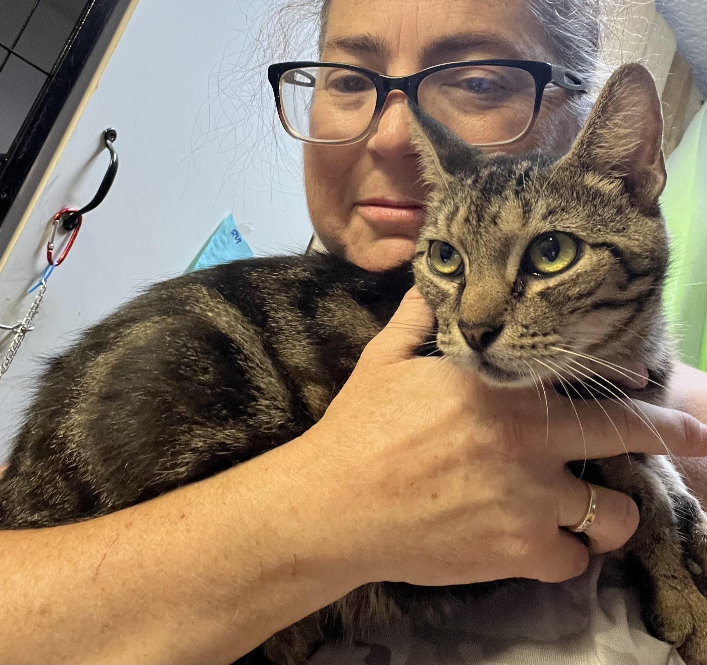 Enlarge FAIZA, an adopted Tabby in Ormond beach, FL image 2/4