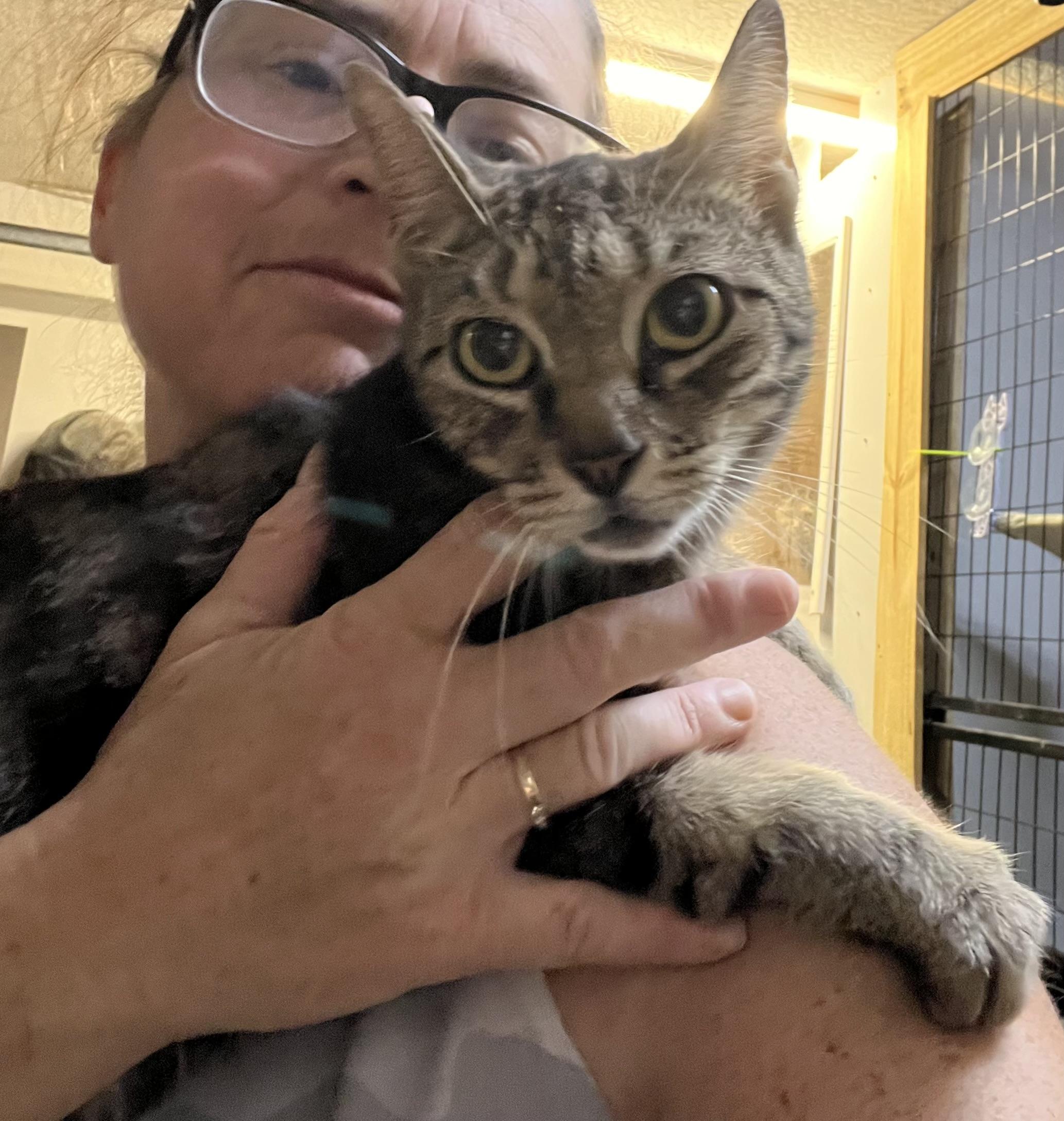 Enlarge FAIZA, an adopted Tabby in Ormond beach, FL image 3/4