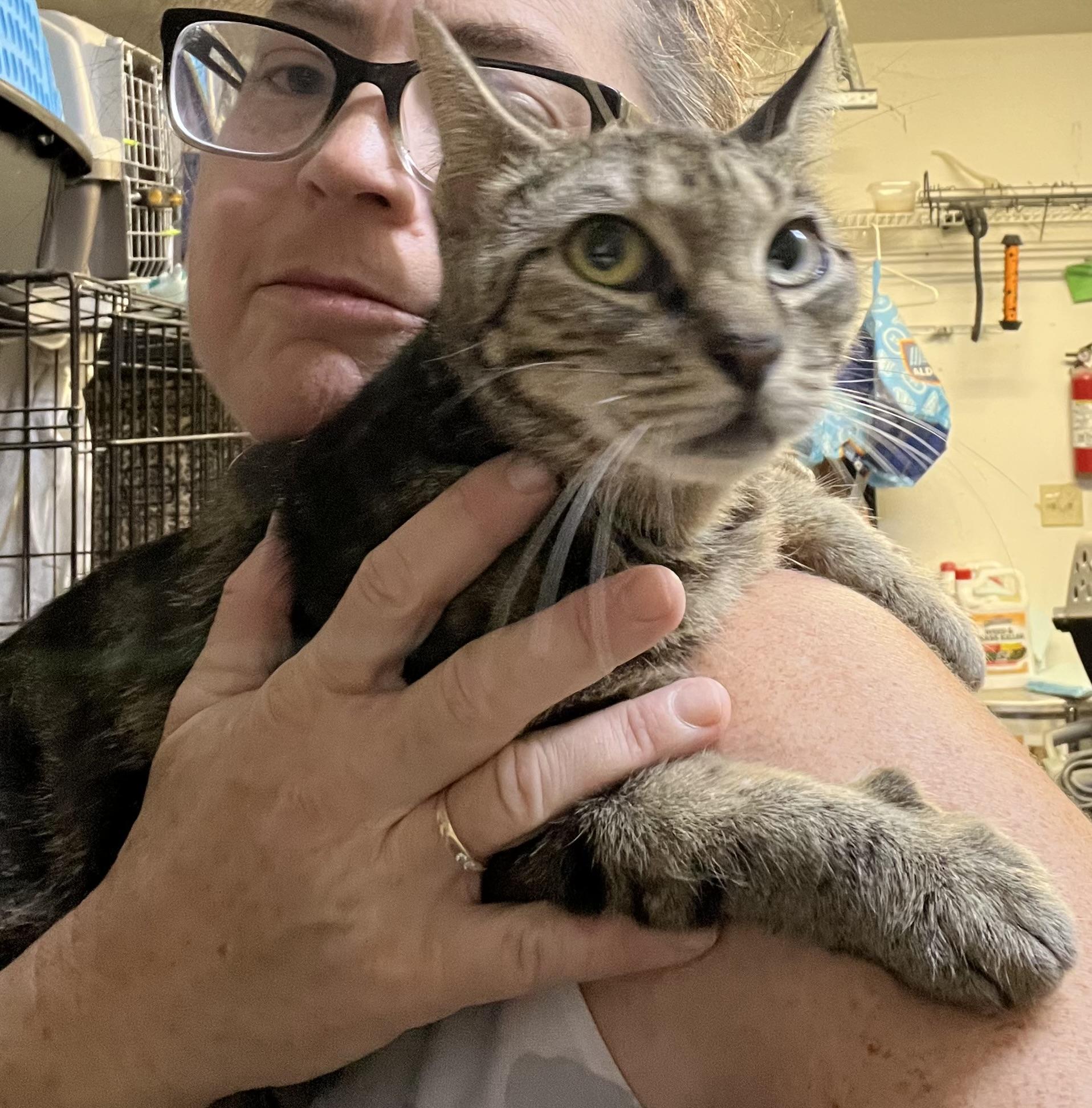 Enlarge FAIZA, an adopted Tabby in Ormond beach, FL image 4/4