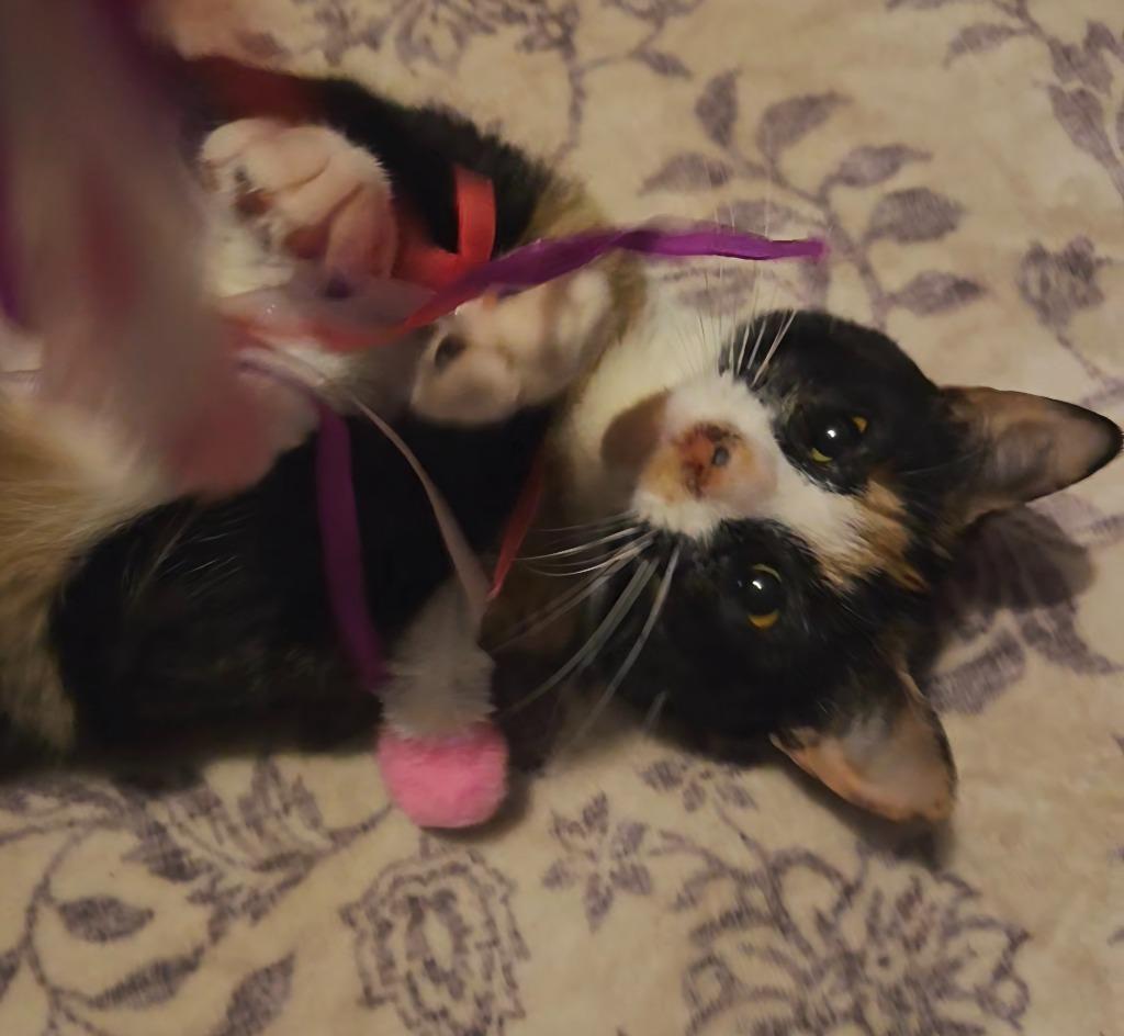 Enlarge Minnie Mouse, a Adoptable Domestic Short Hair in Cloquet, MN image 1/3
