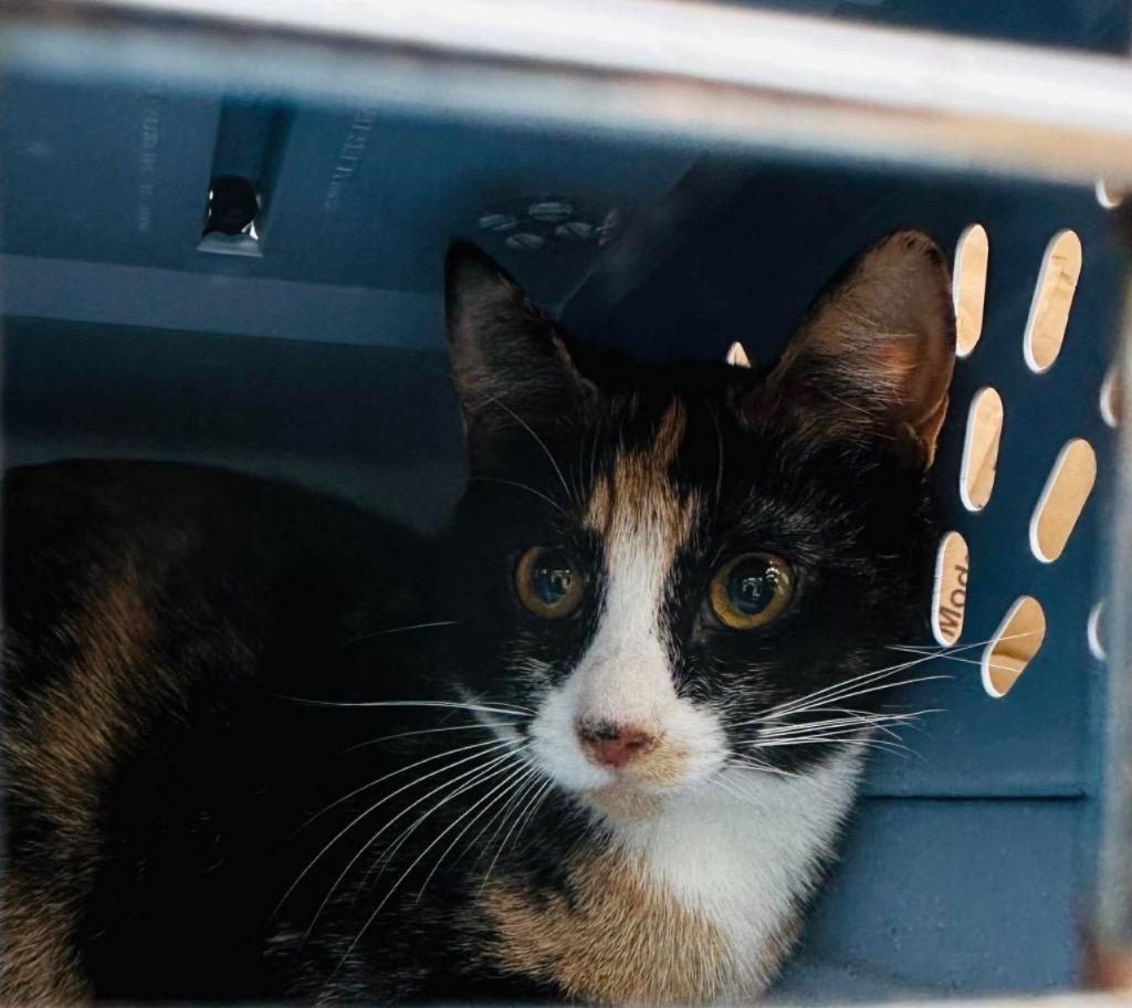 Enlarge Minnie Mouse, a Adoptable Domestic Short Hair in Cloquet, MN image 2/3