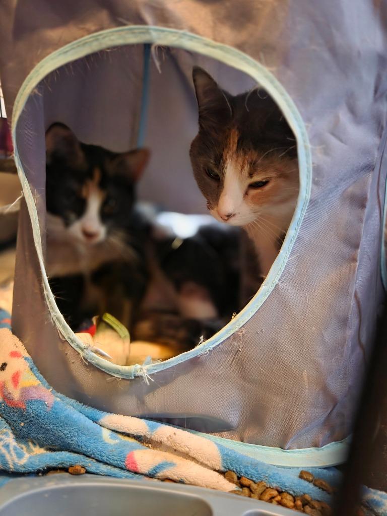 Enlarge Minnie Mouse, a Adoptable Domestic Short Hair in Cloquet, MN image 3/3