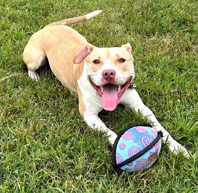 Enlarge Drake, a Adoptable mixed breed in Cape May Court House, NJ image 4/5