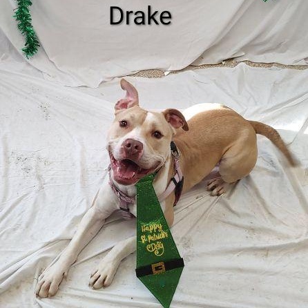Enlarge Drake, a Adoptable mixed breed in Cape May Court House, NJ image 2/5