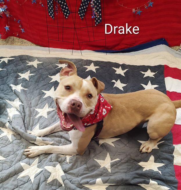 Enlarge Drake, a Adoptable mixed breed in Cape May Court House, NJ image 1/5