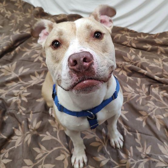 Enlarge Drake, a Adoptable mixed breed in Cape May Court House, NJ image 5/5