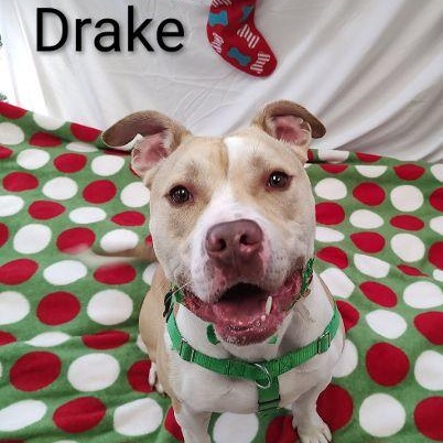 Enlarge Drake, a Adoptable mixed breed in Cape May Court House, NJ image 3/5