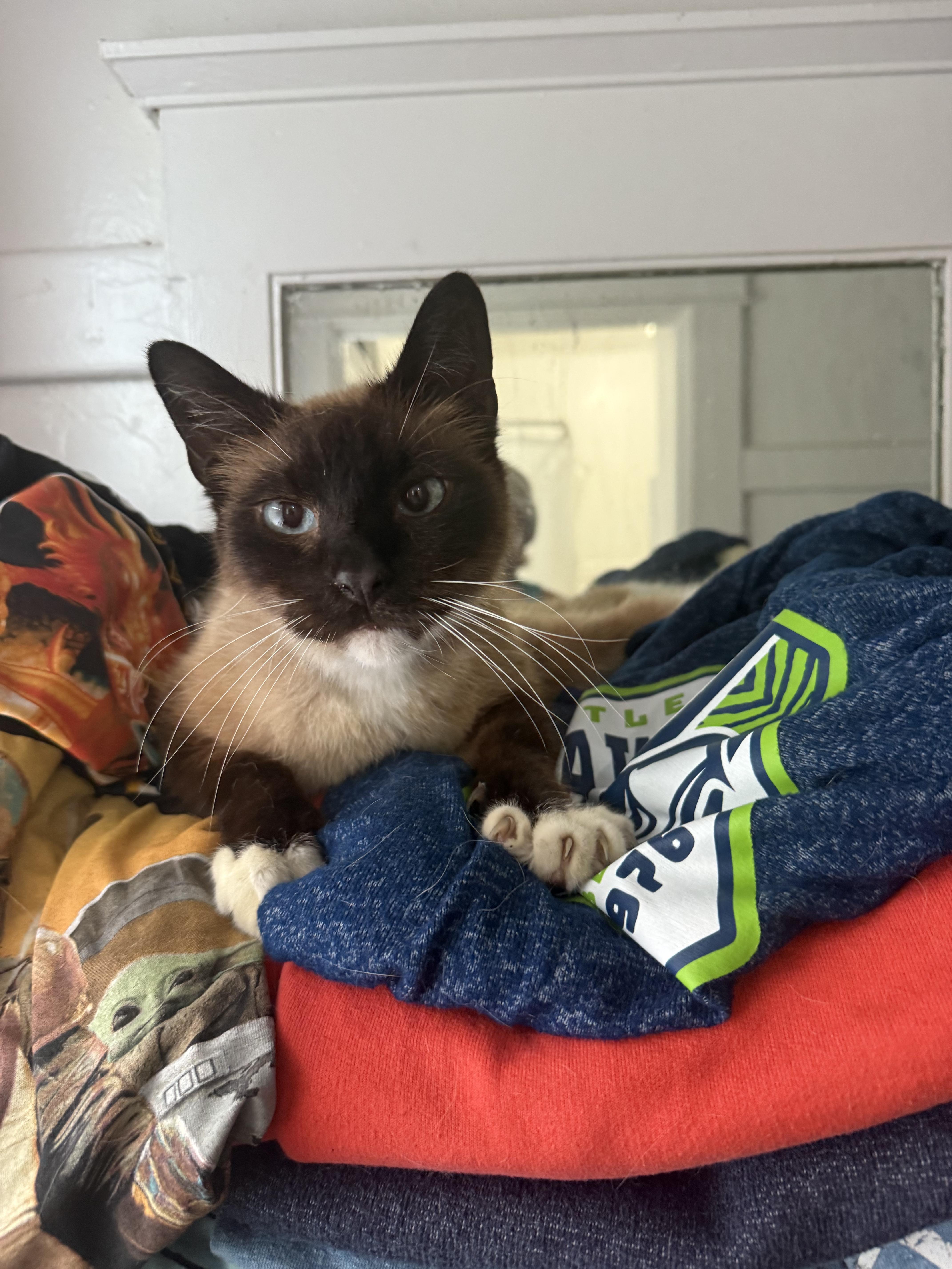 Brando, ADOPTABLE, Adult Male Siamese.