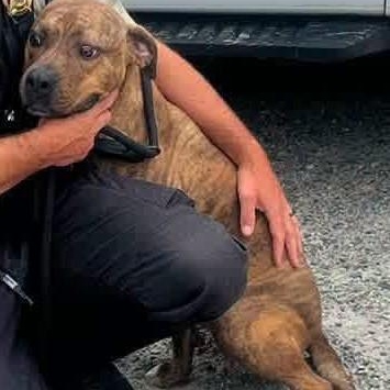 Loki, adoptable, Young Male Pit Bull Terrier.