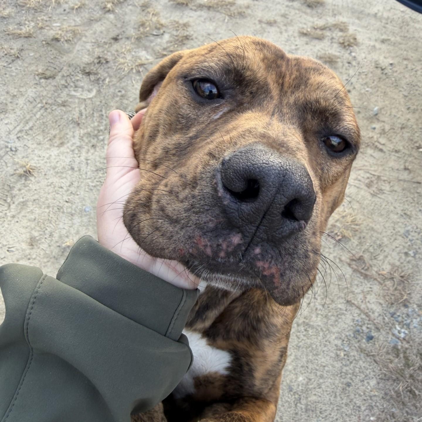 Loki, adoptable, Young Male Pit Bull Terrier.