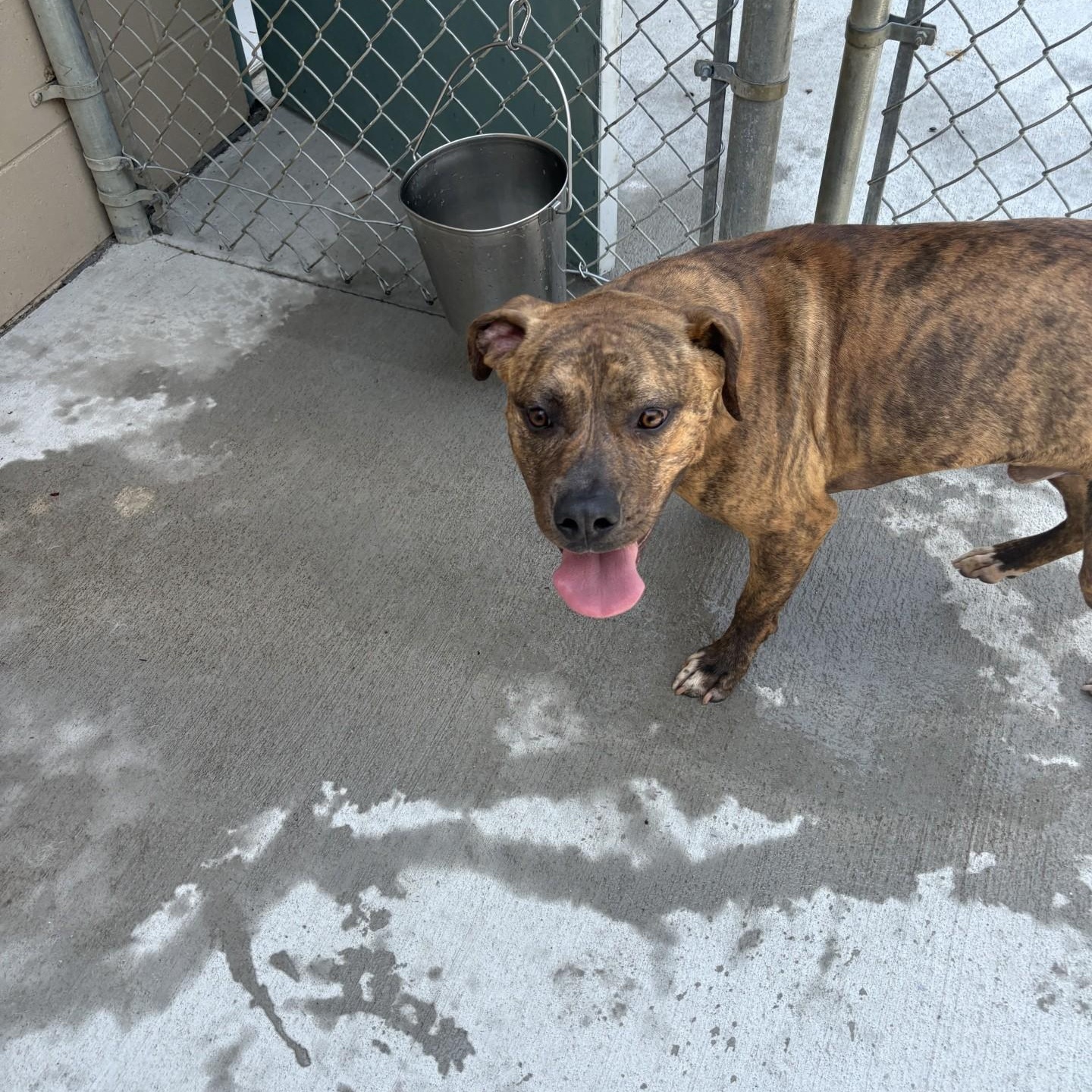 Enlarge Loki, an adoptable Pit Bull Terrier in Elberon, VA image 1/1