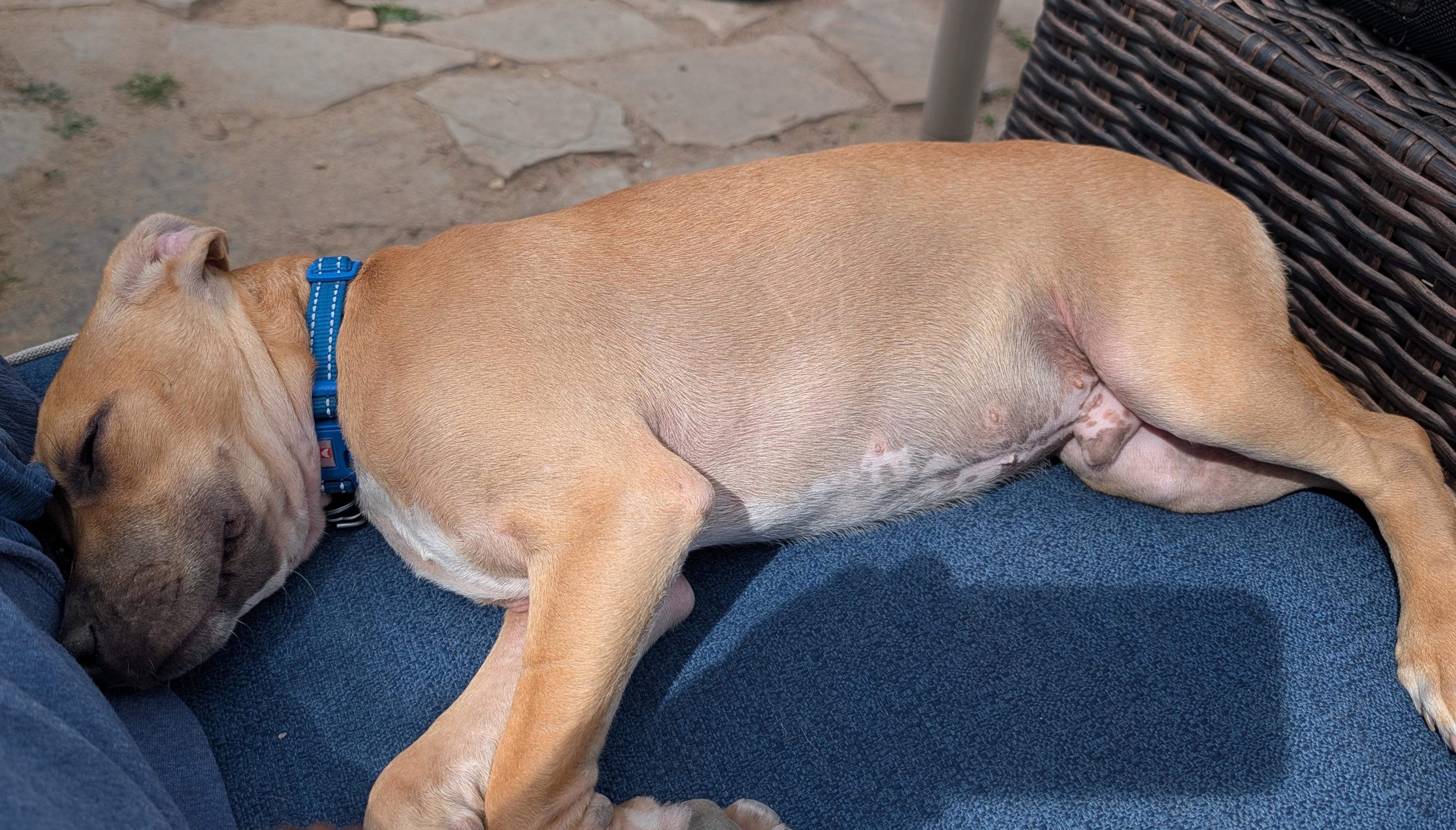 Enlarge Iggy, an adoptable Labrador Retriever in Littleton, CO image 6/6