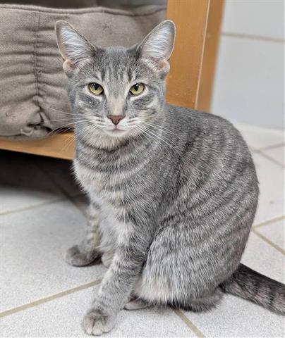 Enlarge HALSEY, a Adoptable Domestic Short Hair in Canfield, OH image 1/1