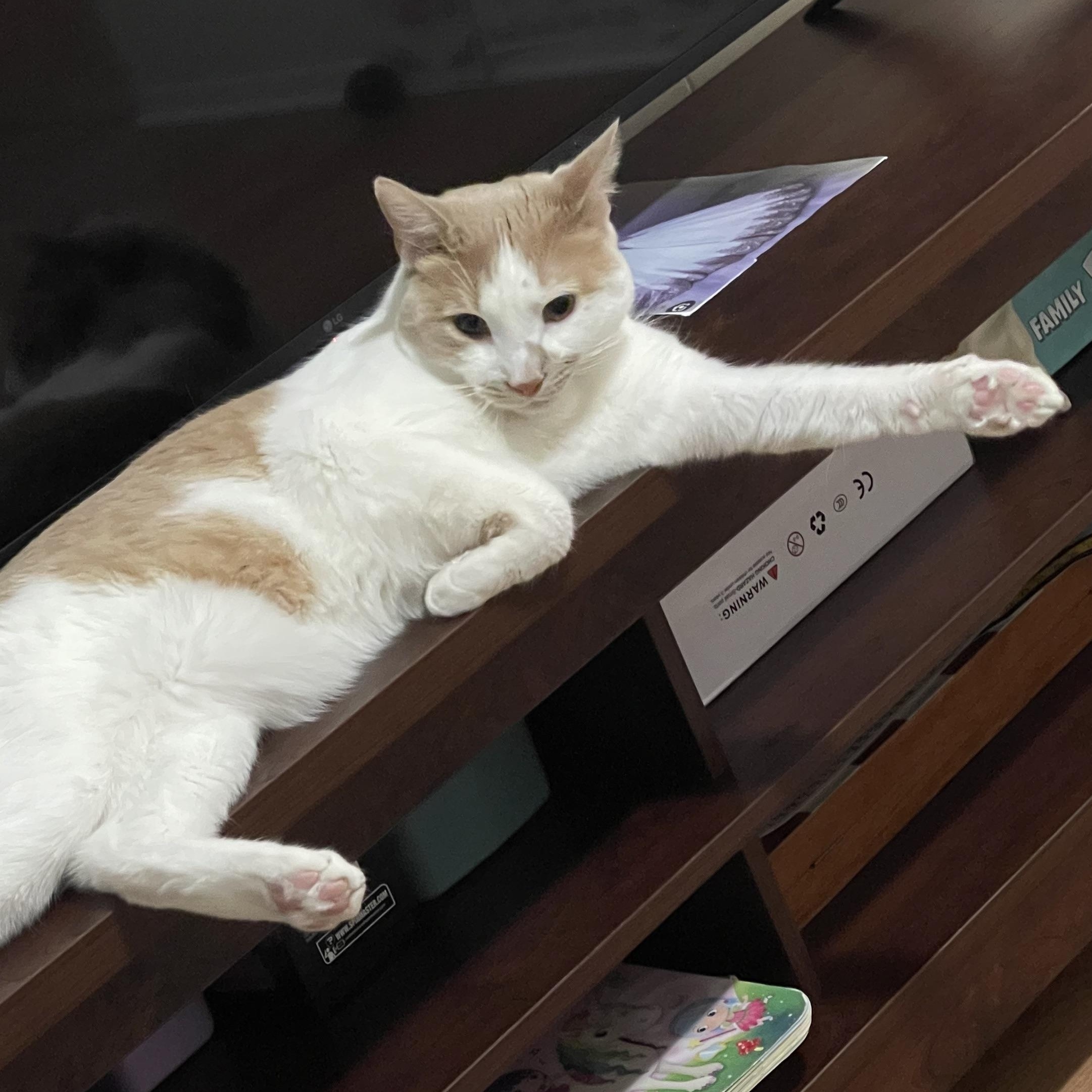 Enlarge Leo Coming In, a Adoptable Domestic Short Hair in Clifton, NJ image 1/1