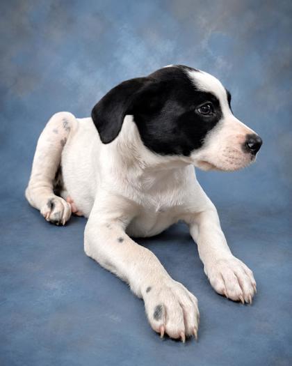 Daphne, Adoptable, Young Female Retriever & Mixed Breed.