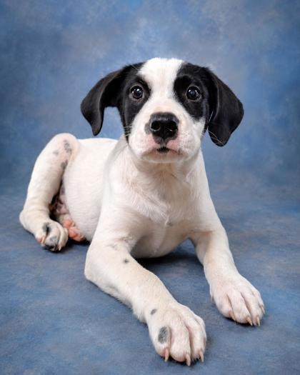 Daphne, a Adoptable mixed breed in Taylorsville, NC image 2/3