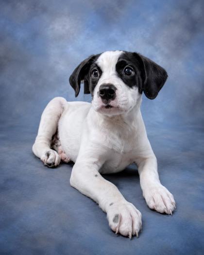 Daphne, a Adoptable mixed breed in Taylorsville, NC image 3/3