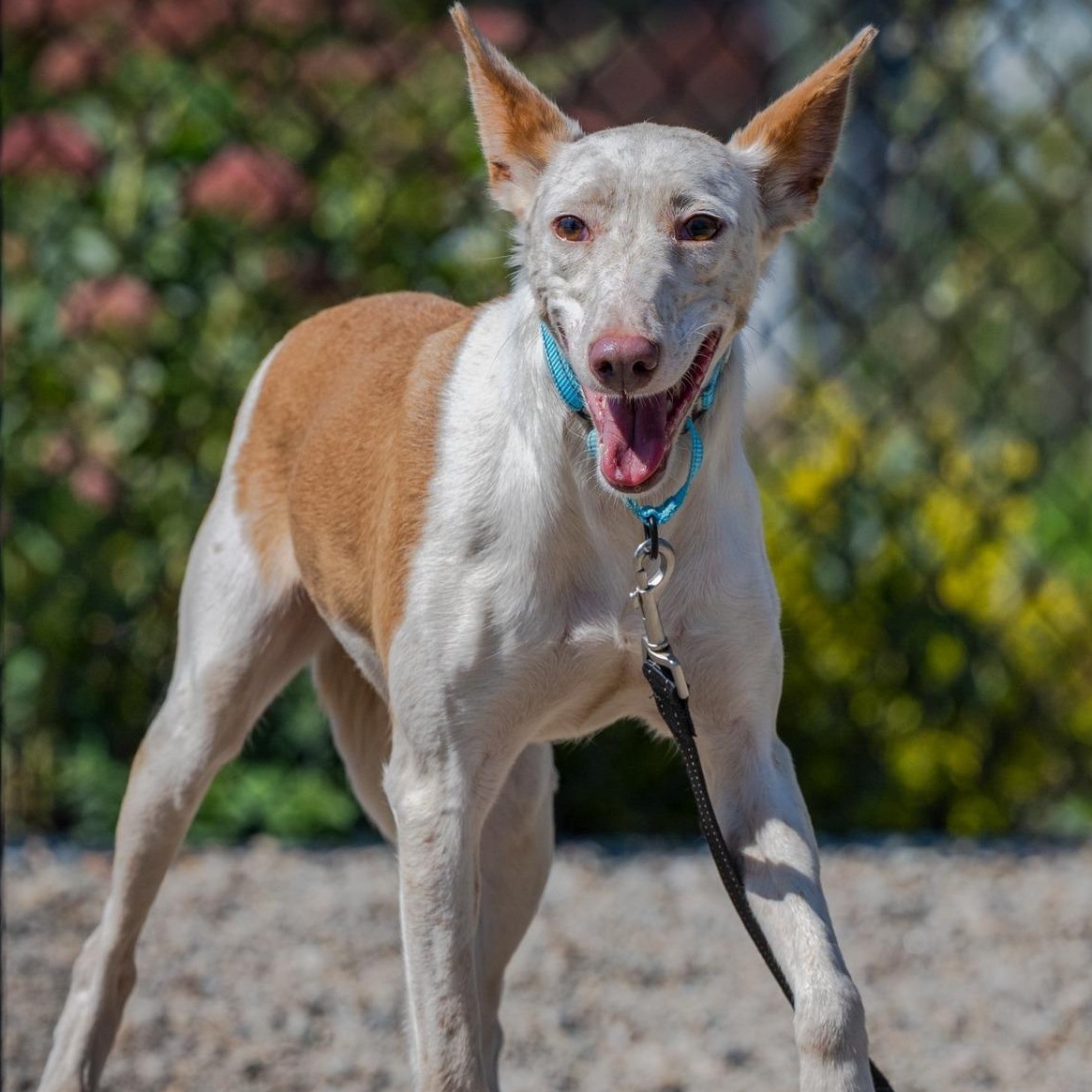 Juniper (Shy, Sweet, Easy Going. Reduced Fee)
