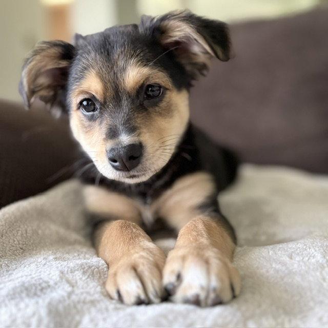 Enlarge **OLIVE**, a Adoptable Fox Terrier in North Prairie, WI image 2/3