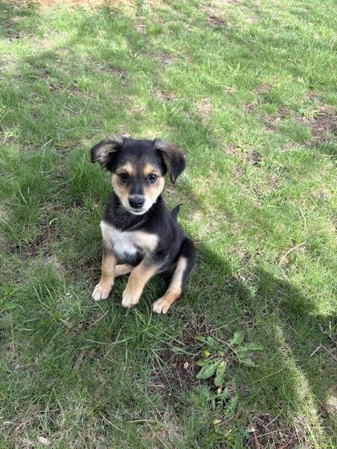 Enlarge **OLIVE**, a Adoptable Fox Terrier in North Prairie, WI image 3/3