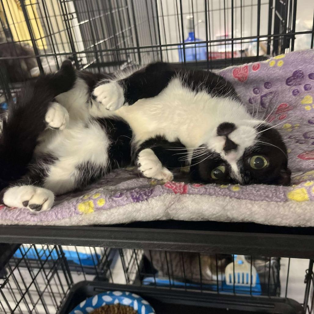 Enlarge Loumey ARC2025-407, a Adoptable Domestic Short Hair in Akron, NY image 2/2