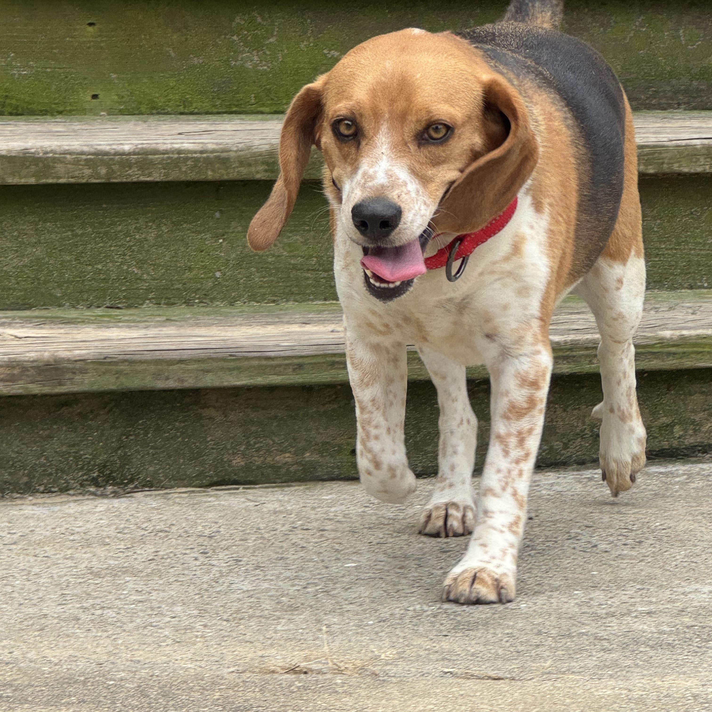 Little Man, a ADOPTABLE Beagle in Grandy, NC image 3/4