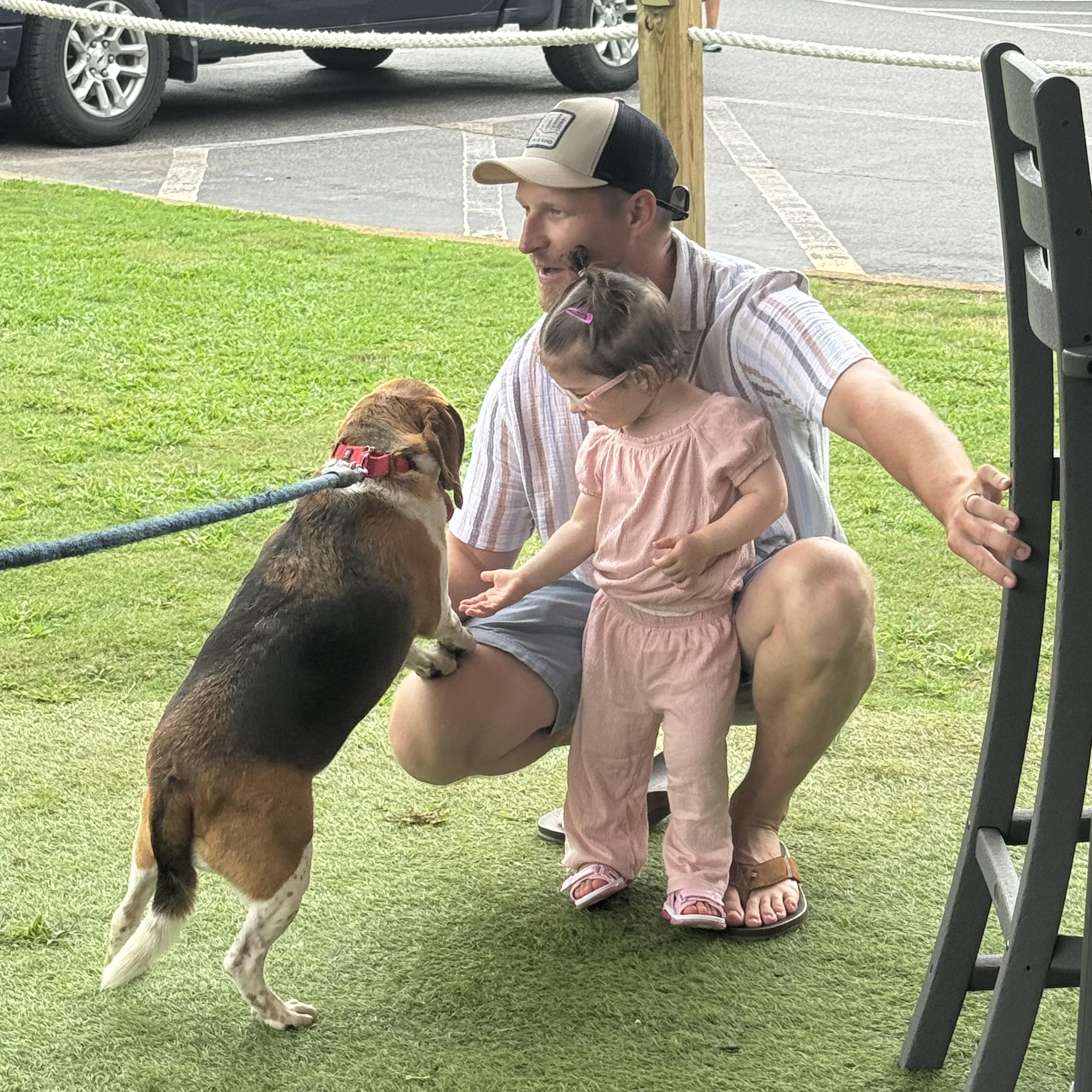 Little Man, a ADOPTABLE Beagle in Grandy, NC image 4/4