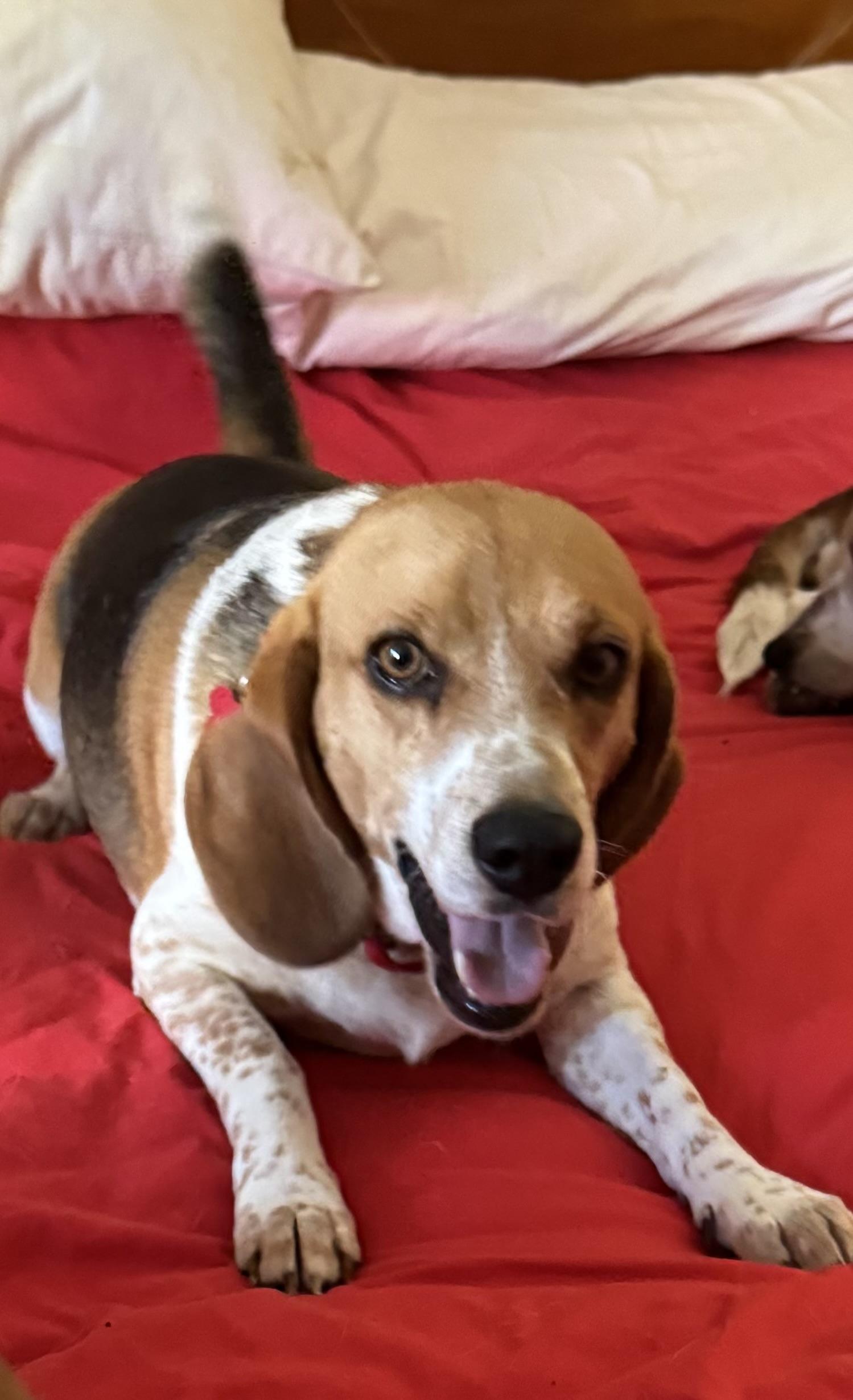 Little Man, a ADOPTABLE Beagle in Grandy, NC image 2/4