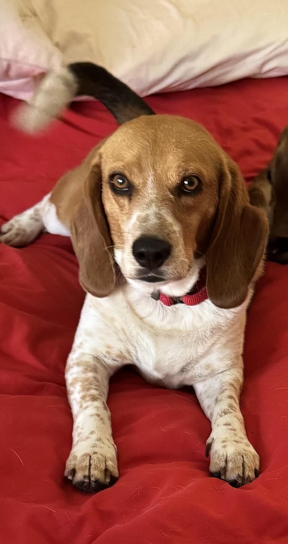 Little Man, a ADOPTABLE Beagle in Grandy, NC image 1/4