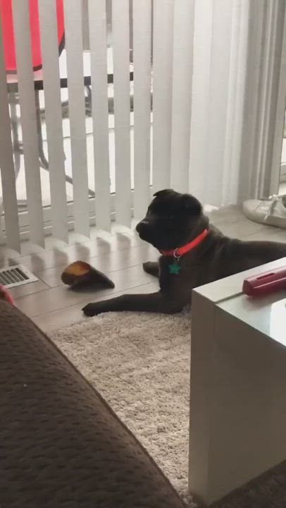 Enlarge Little Bear-adoption pending , a Adopted mixed breed in Vancouver, BC video 1/5