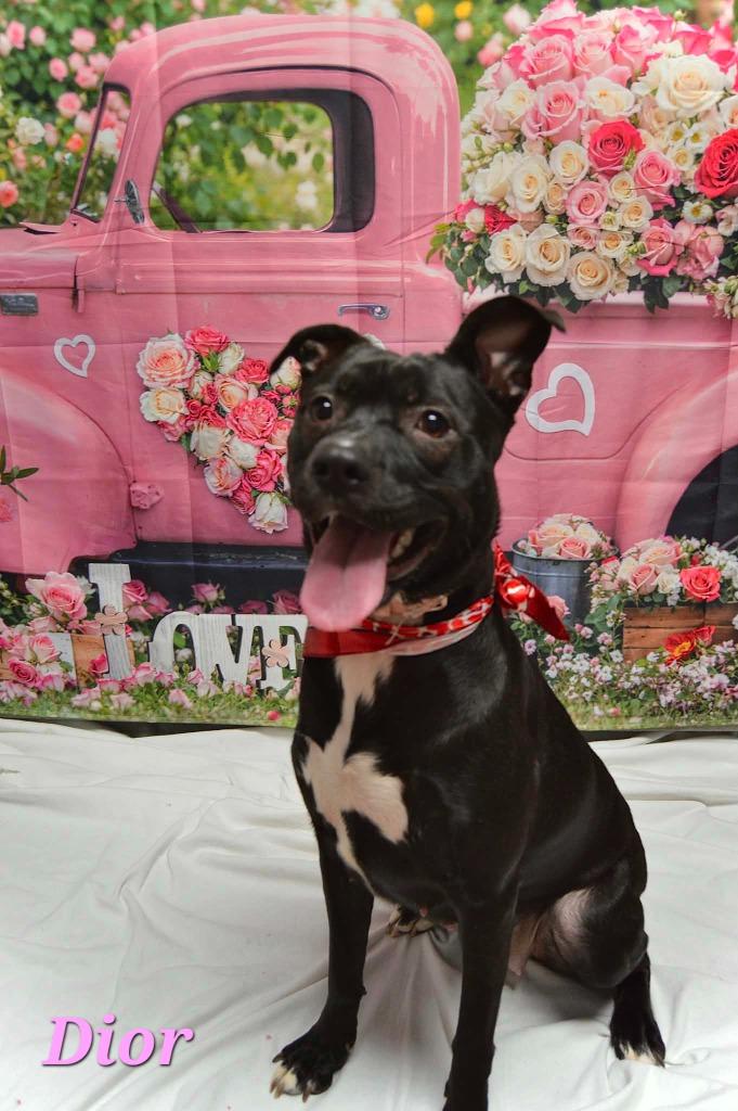 Dior, Adoptable, Young Female Pit Bull Terrier & Labrador Retriever.
