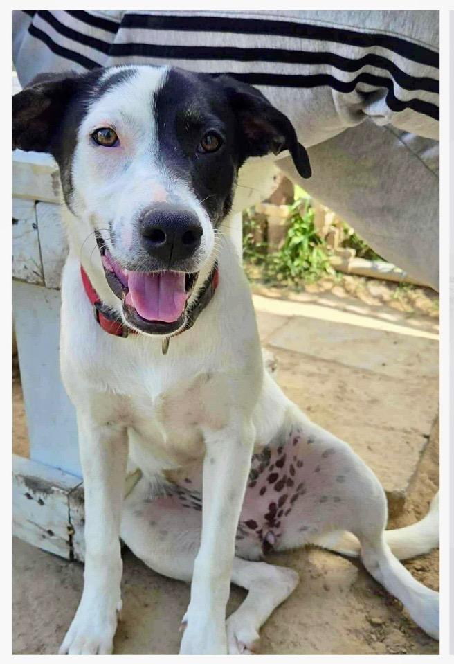 Lilo, Adoptable, Young Female Pointer.