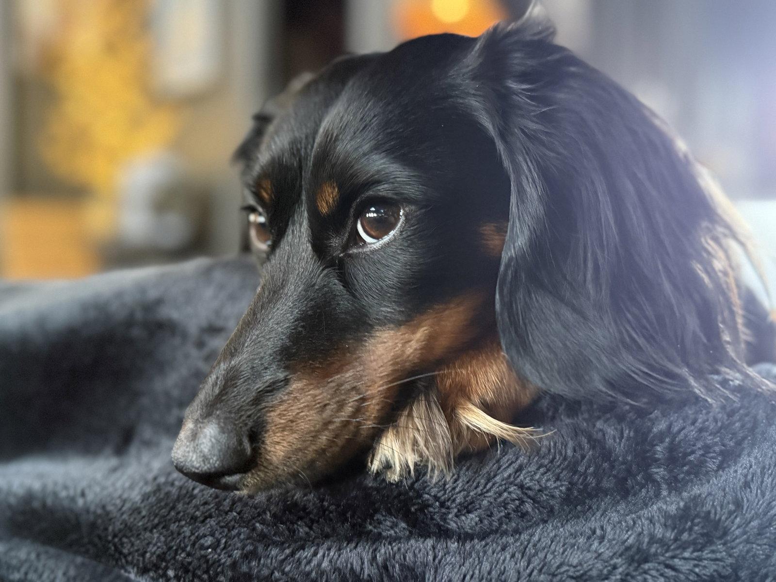 Goose, Adopted, Young Male Dachshund.
