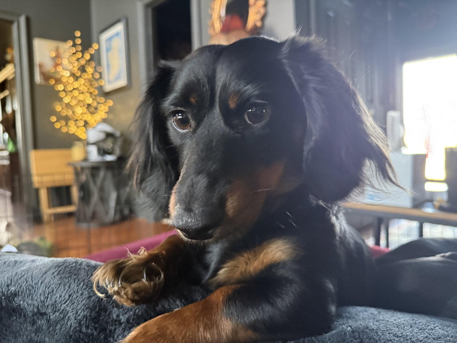 Goose, a Adopted Dachshund in West Columbia, SC image 2/3
