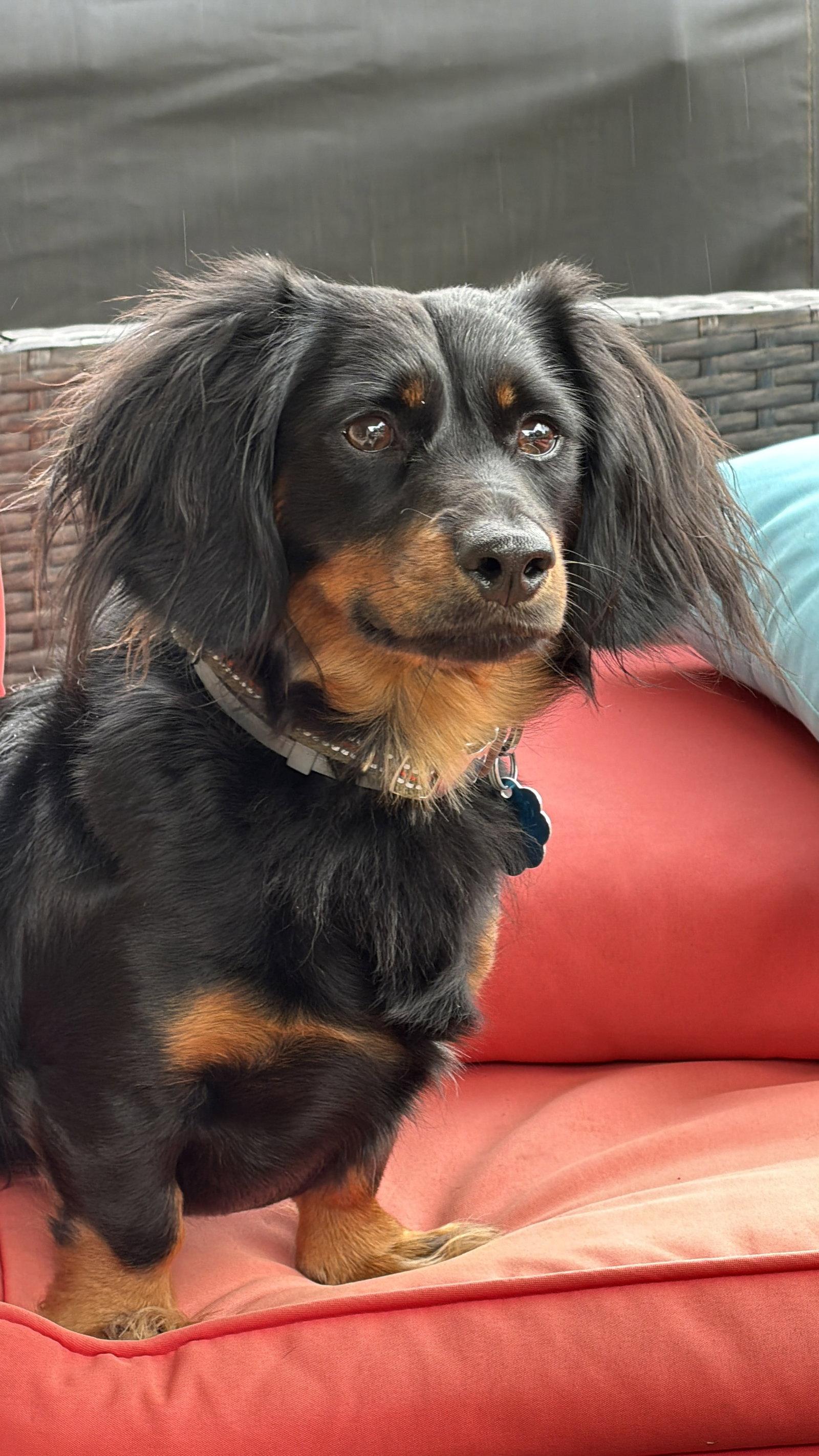 Goose, a Adopted Dachshund in West Columbia, SC image 3/3