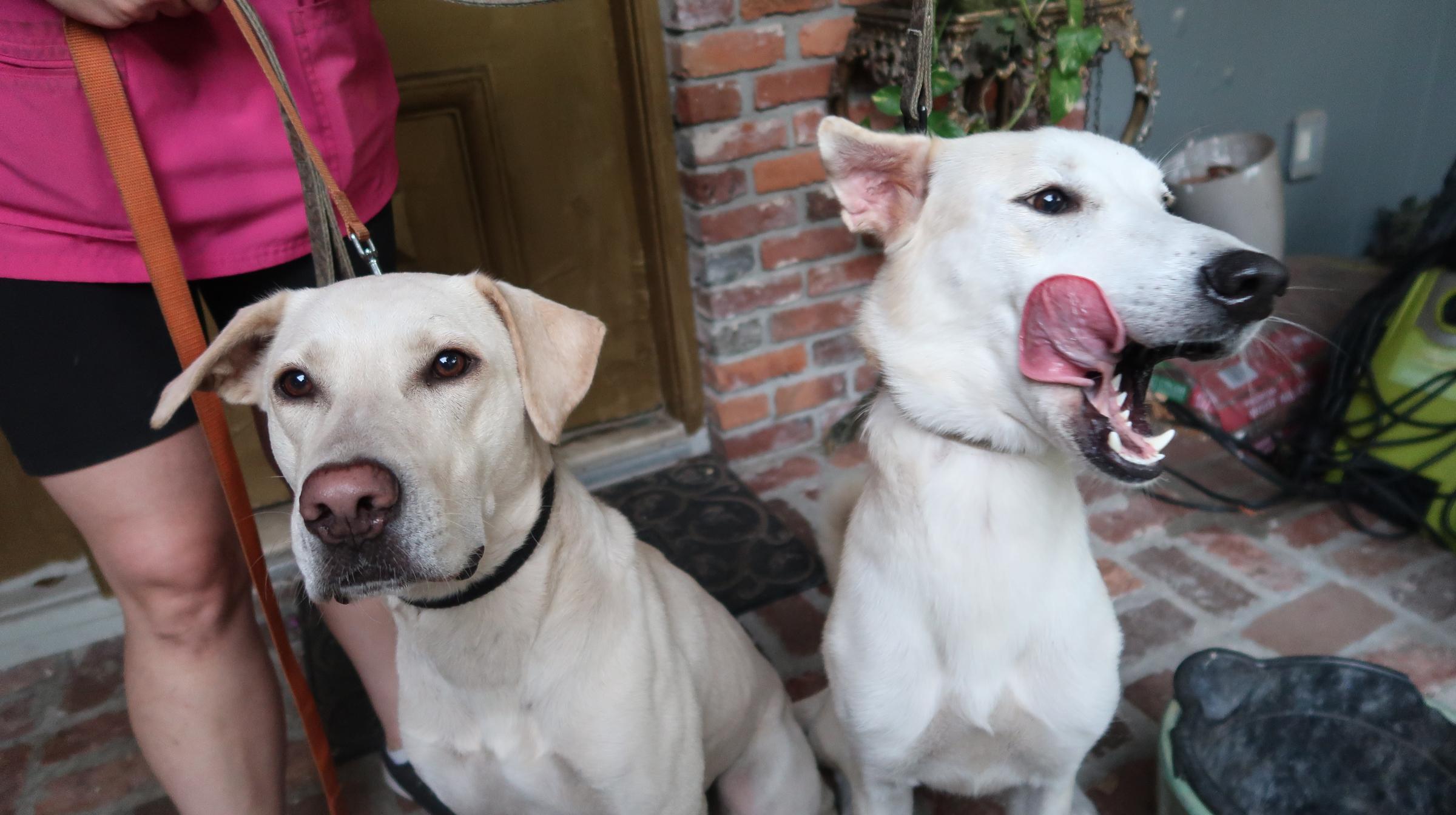 Enlarge Blake (Male) and Deeny (Female) Young Duo, a Adoptable Yellow Labrador Retriever in St. Petersburg, FL image 4/6